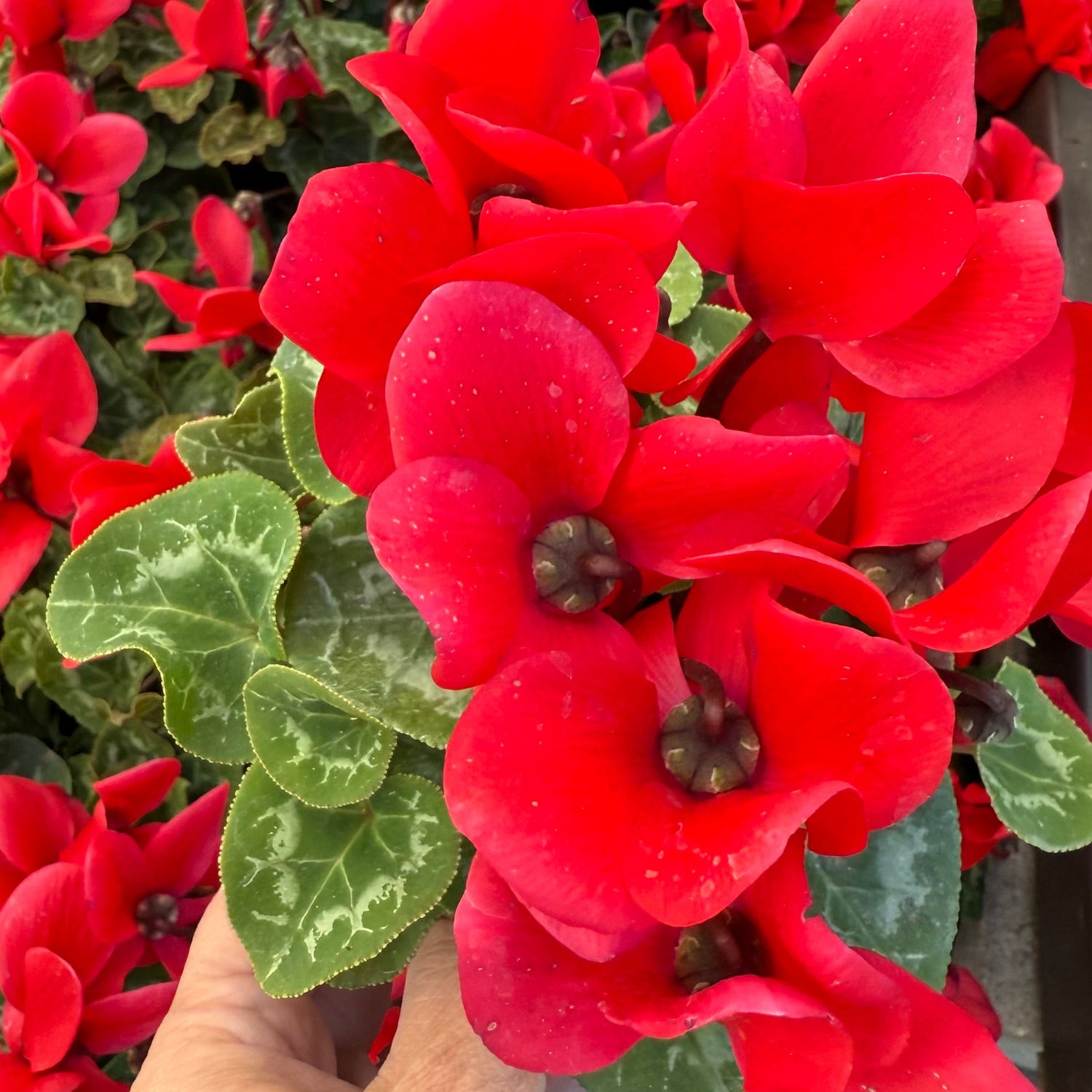 Close-up of a red cyclamen plant held by a hand
