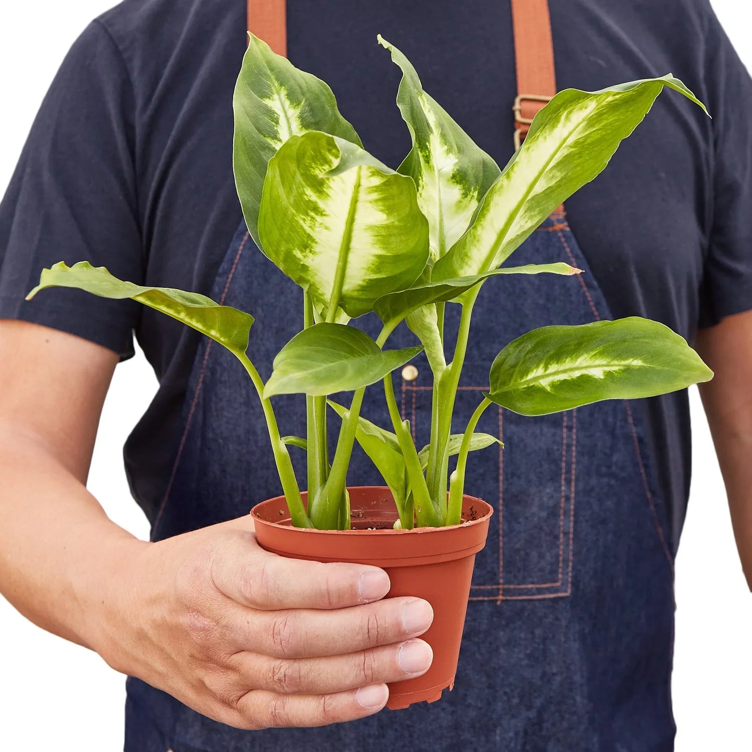 person holding a dieffenbachia-camille