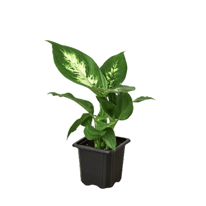 dieffenbachia-camille in a nursery pot