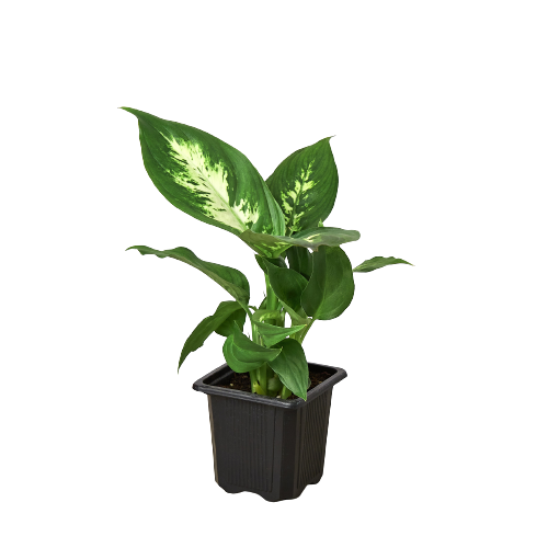 dieffenbachia-camille in a nursery pot