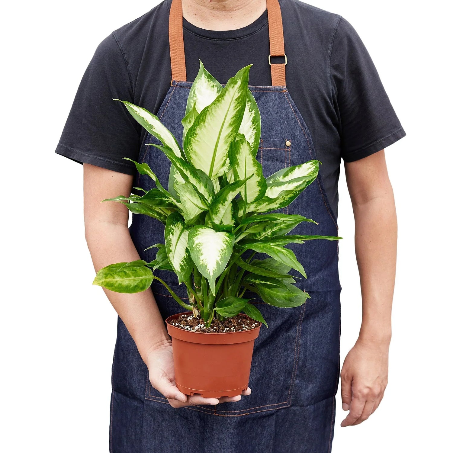 person holding a dieffenbachia-camille plant