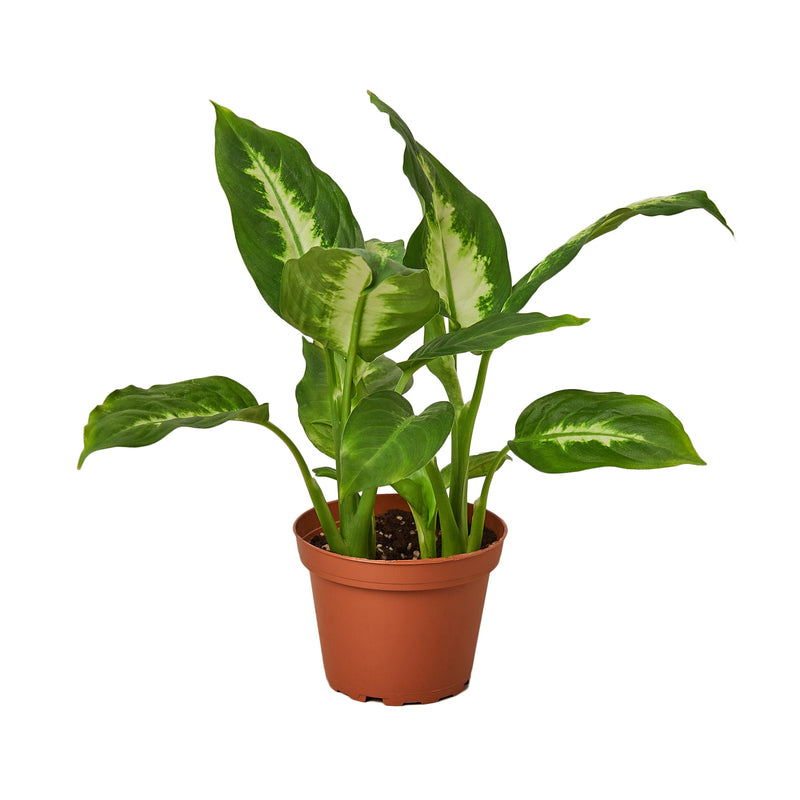 dieffenbachia-camille plant