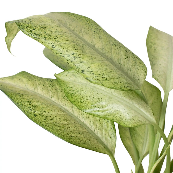 dieffenbachia camouflage variant Dieffenbachia 'Camouflage' - Large Variegated Air-Purifying Plant