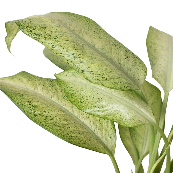  dieffenbachia-camouflage leaves close up