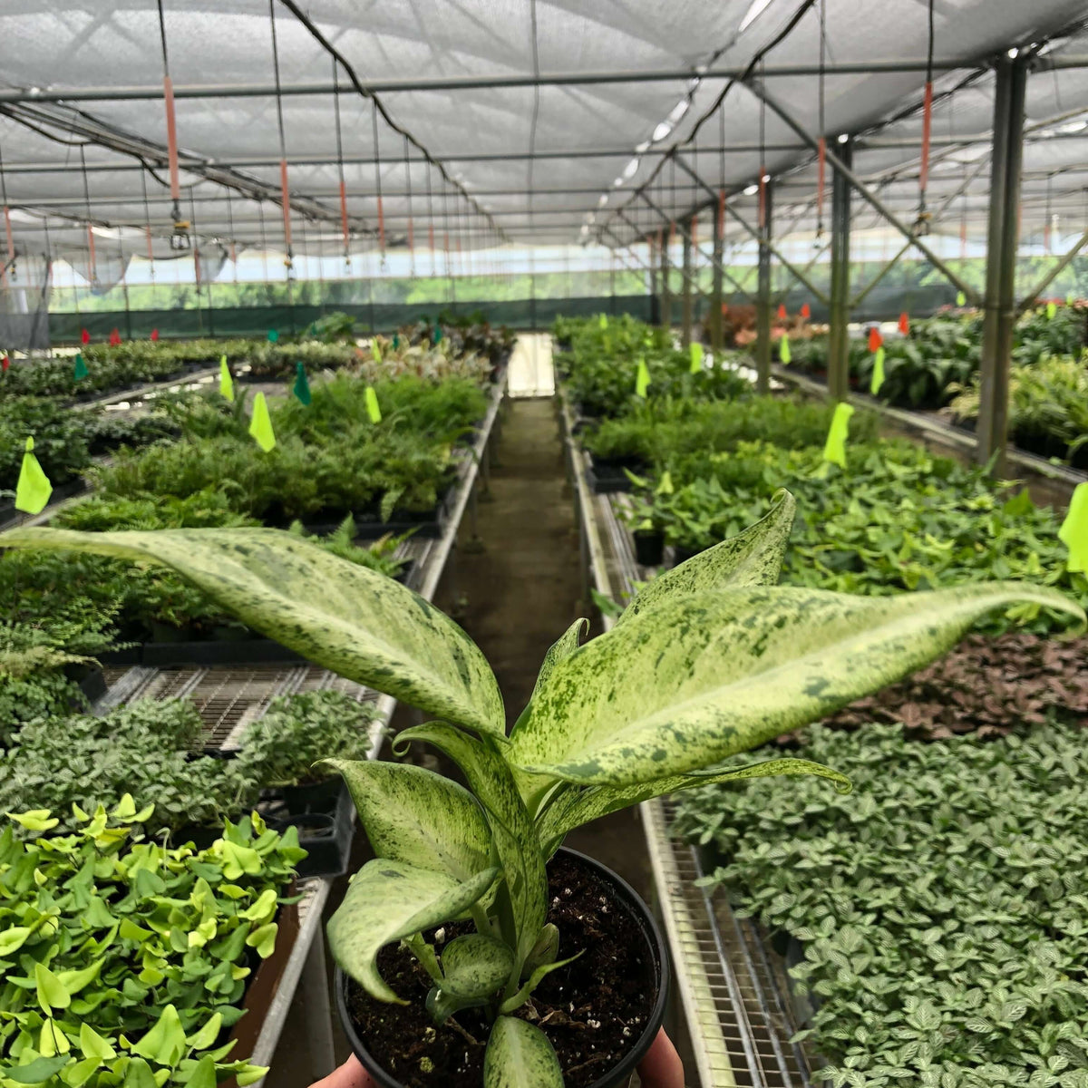 dieffenbachia-camouflage 4inch nursery