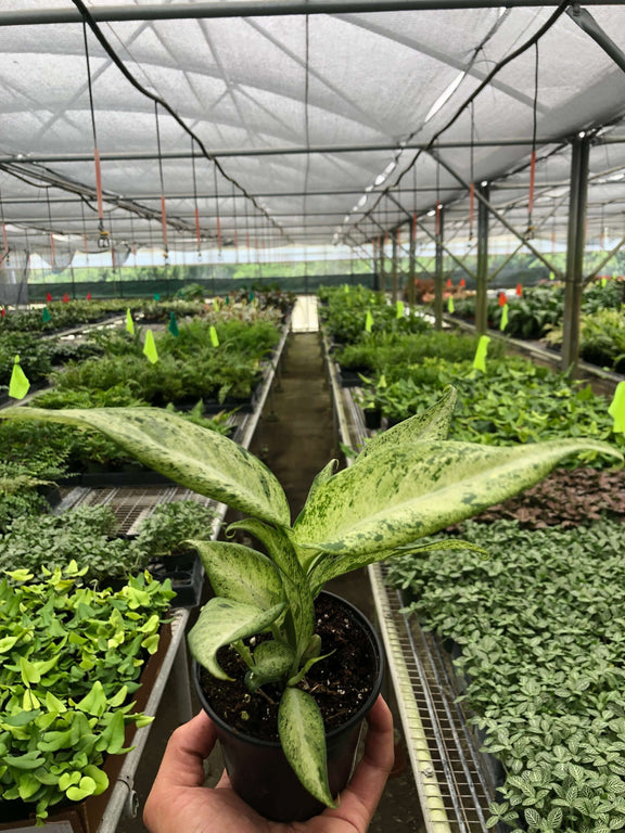 variegated dieffenbachia plant Dieffenbachia 'Camouflage' - Large Variegated Air-Purifying Plant