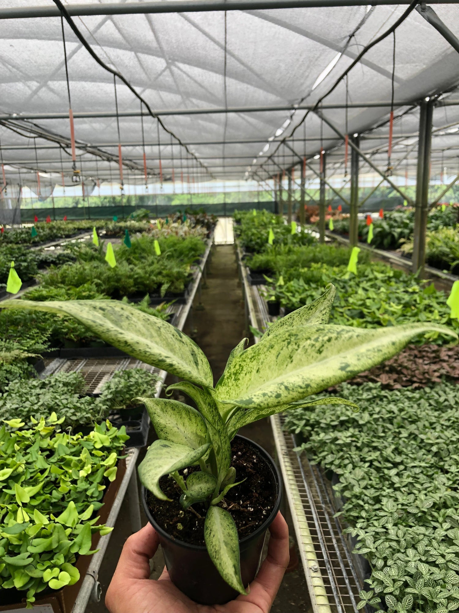 dieffenbachia-camouflage 4inch nursery