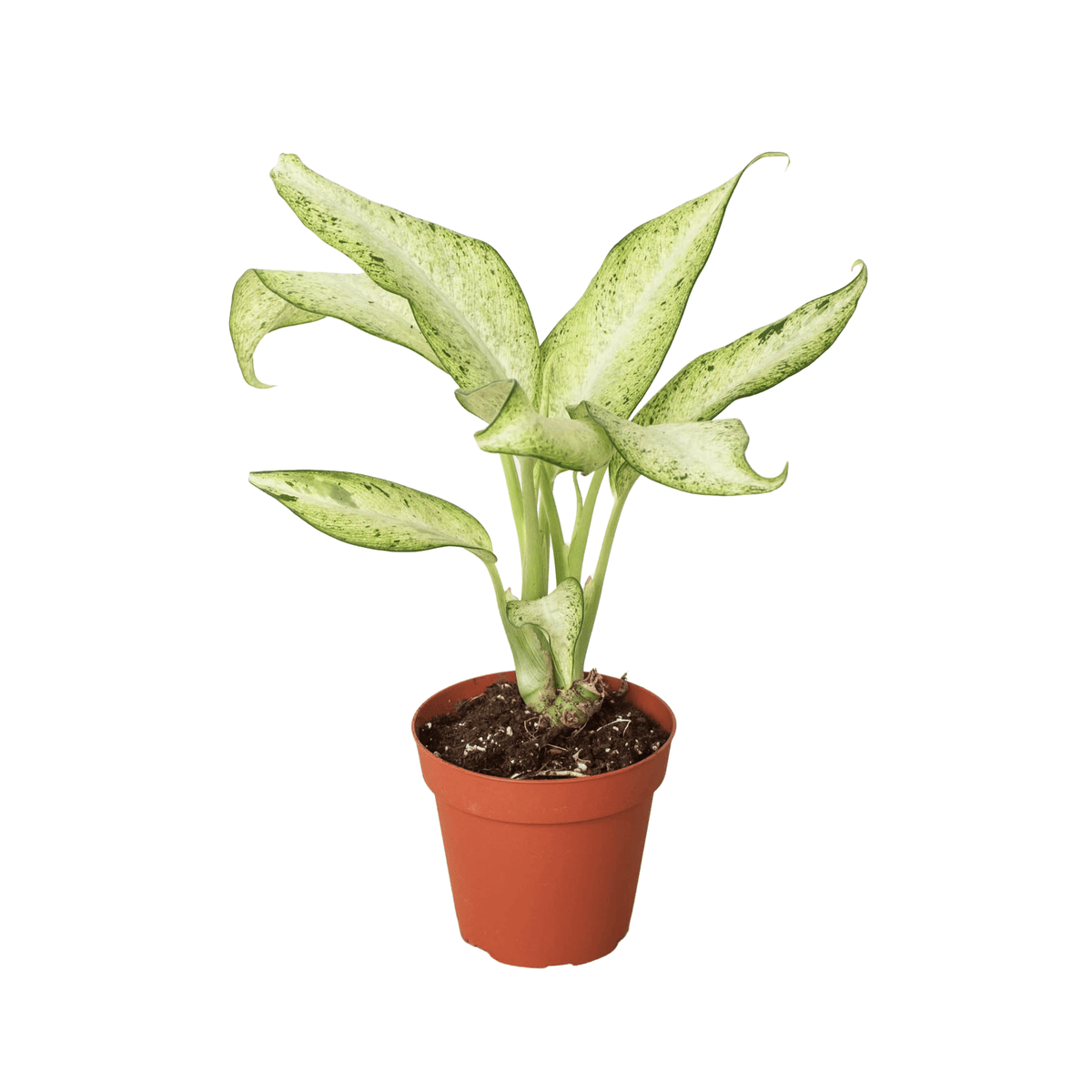 Dieffenbachia Camouflage in 4-inch pot - monthly houseplant subscription
