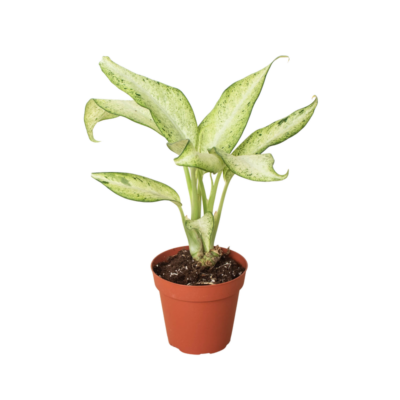 dieffenbachia-camouflage 4inch pot