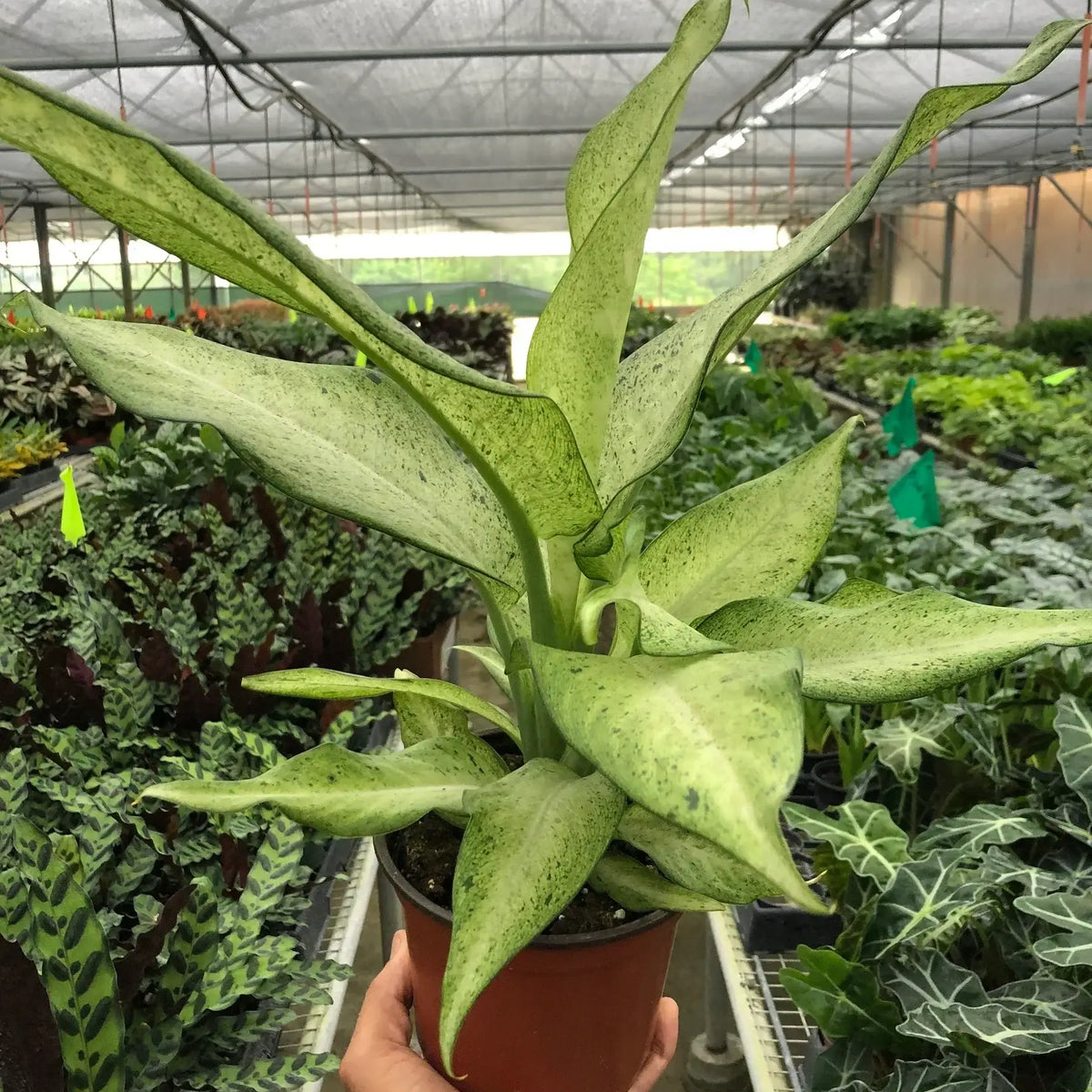 dieffenbachia-camouflage 6inch in a nursery