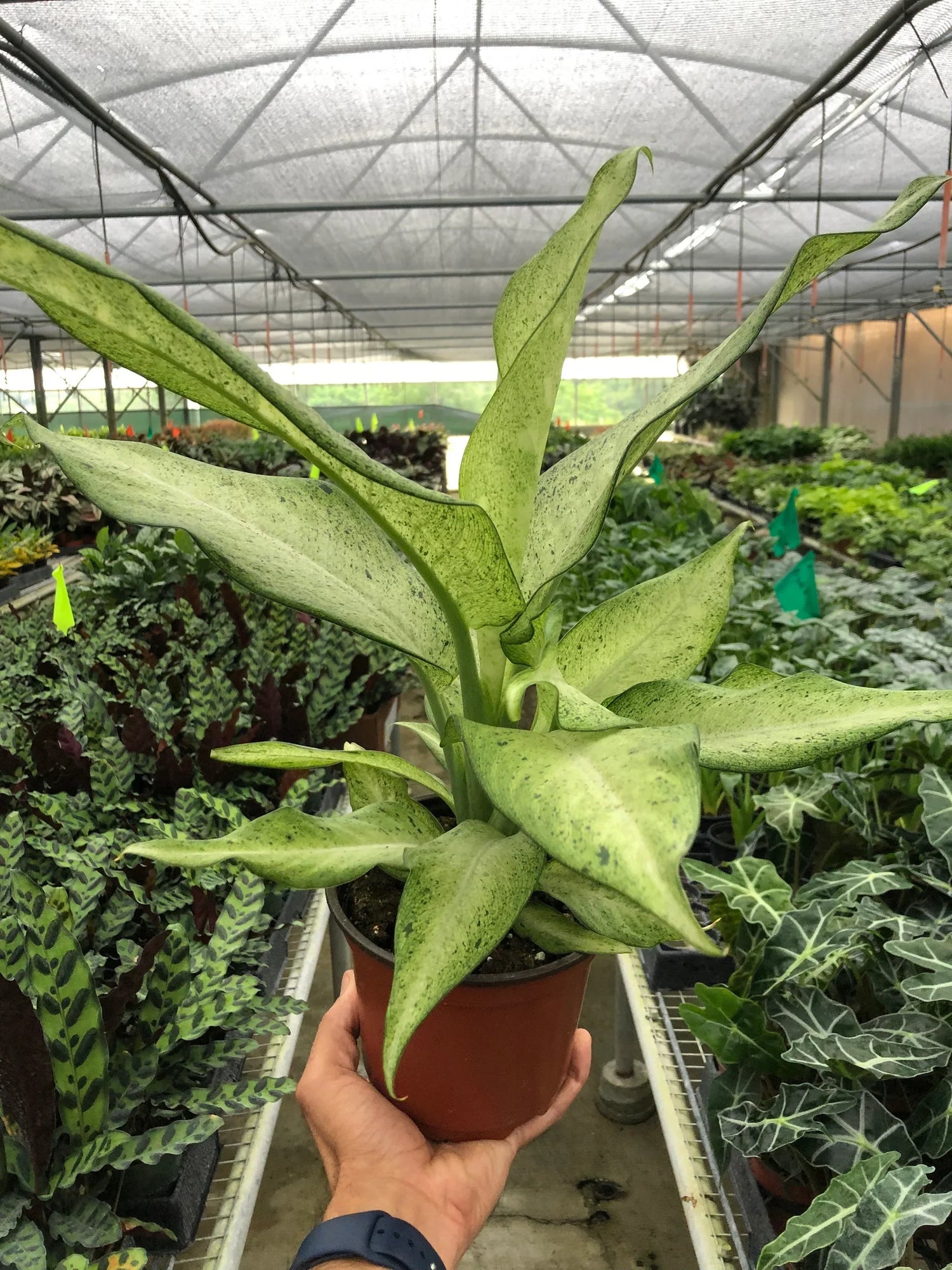 dieffenbachia-camouflage 6inch in a nursery