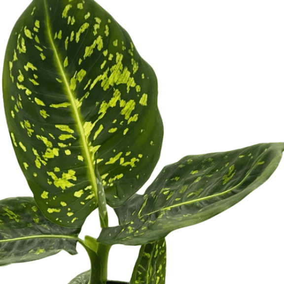 dieffenbachia iridescent Dieffenbachia Reflector