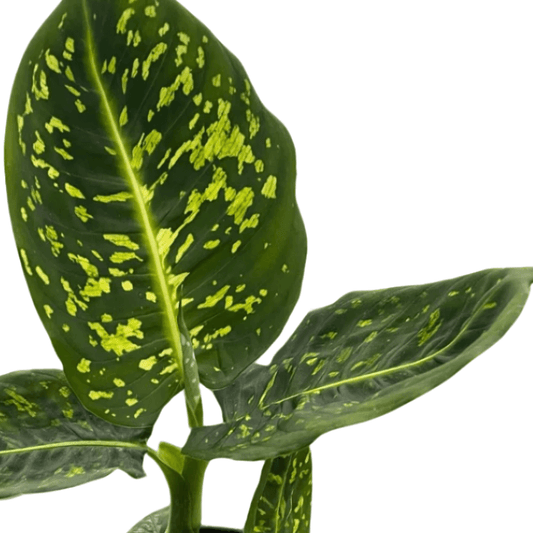 Large dieffenbachia-reflector plant