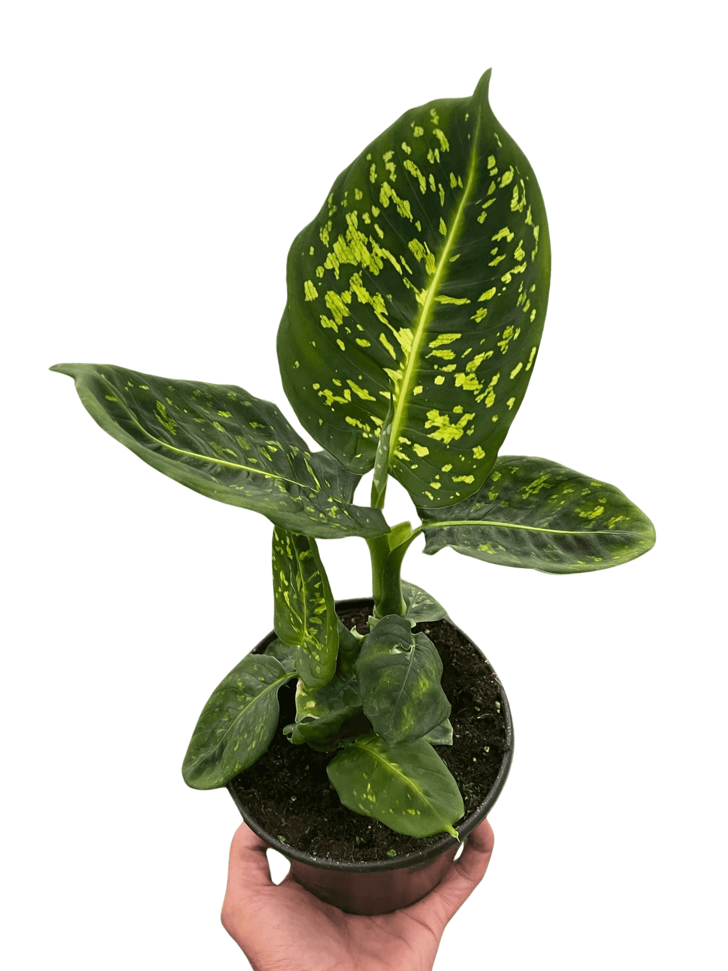 dieffenbachia price Dieffenbachia Reflector