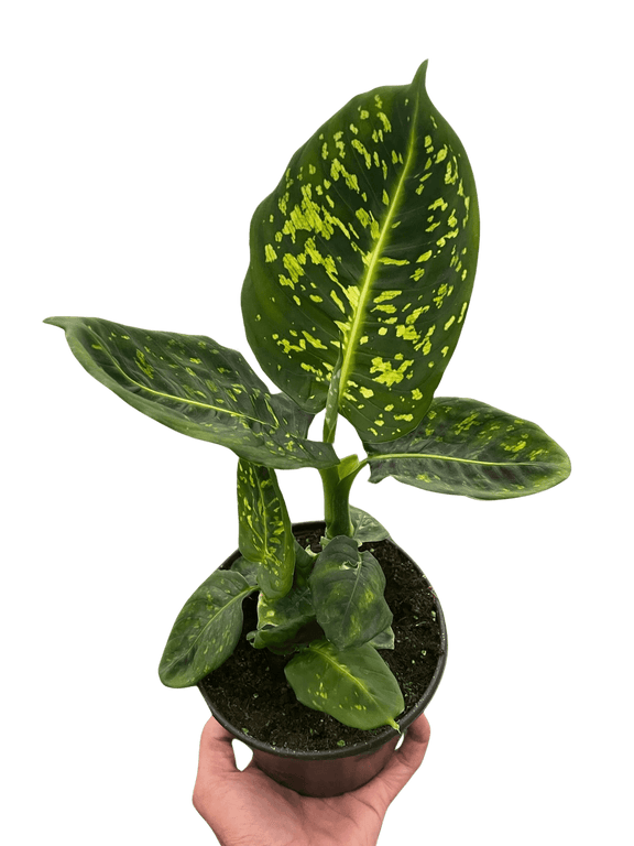 dieffenbachia-reflector-plant