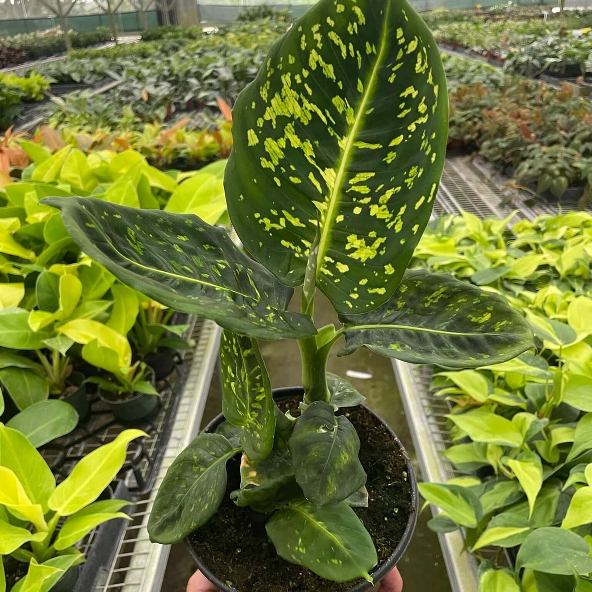 dieffenbachia reflector in a nursery plant