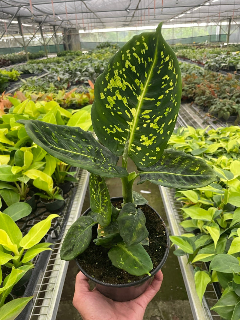 dieffenbachia reflector in a nursery plant