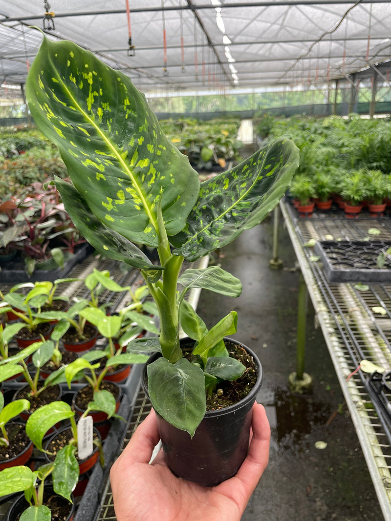 dieffenbachia-reflector in a nursery plant