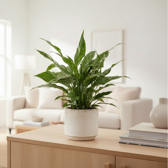 Domino Peace Lily Spathiphyllum in decorative ceramic pot, beginner friendly houseplant for home office