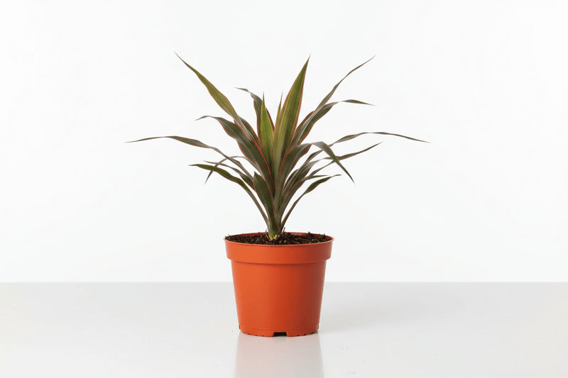 Dracaena 3" - square format