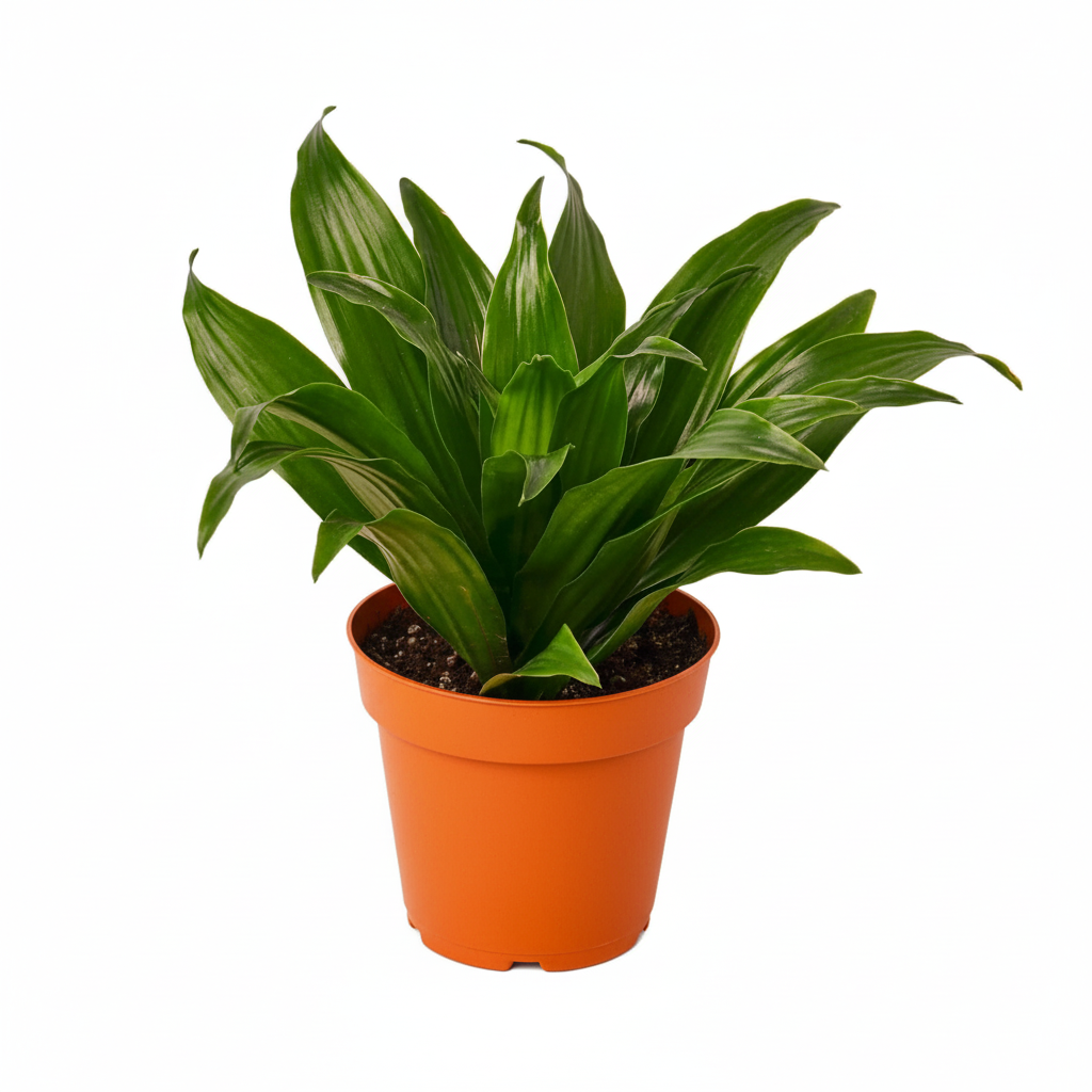 Dracaena Janet Craig live indoor plant with glossy dark green leaves in orange pot
