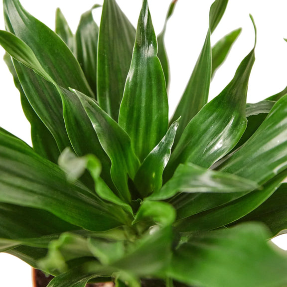 close up of dracaena janet craig plant