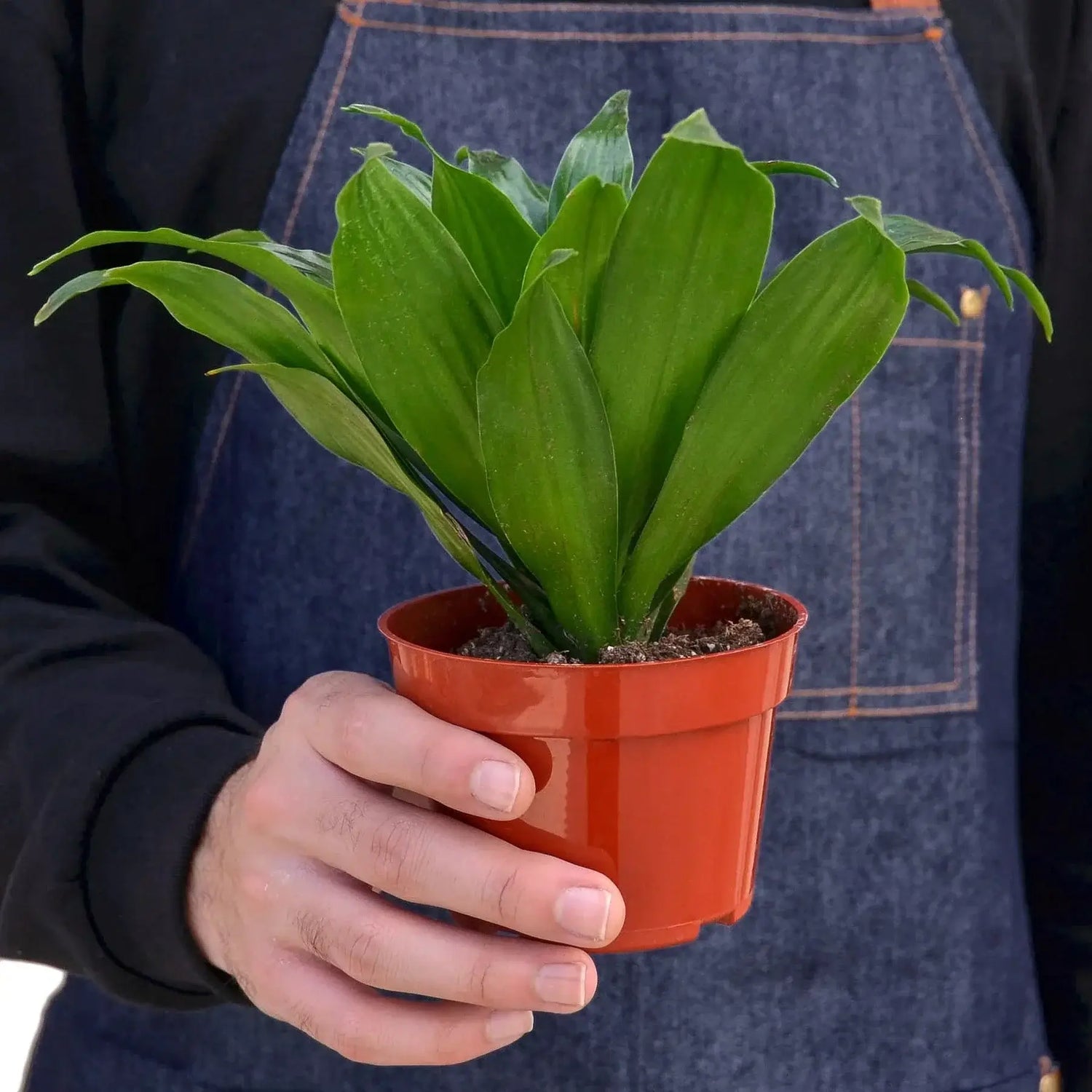 person holding a dracaena janet craig in a pot