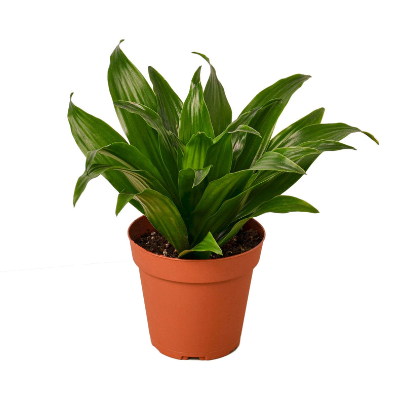 dracaena-janet-craig in a plant pot