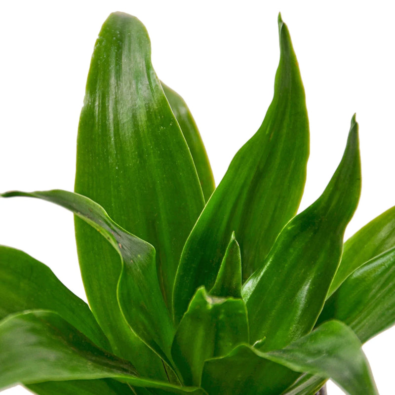 close up of dracaena-janet-craig plant