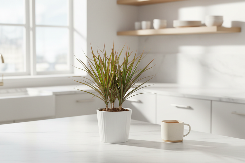Dracaena Marginata Sunshine in decorative pot on modern kitchen countertop with natural light