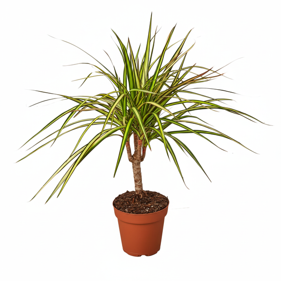 Dracaena Marginata Sunshine Dragon Tree with tricolor spiky leaves in orange nursery pot