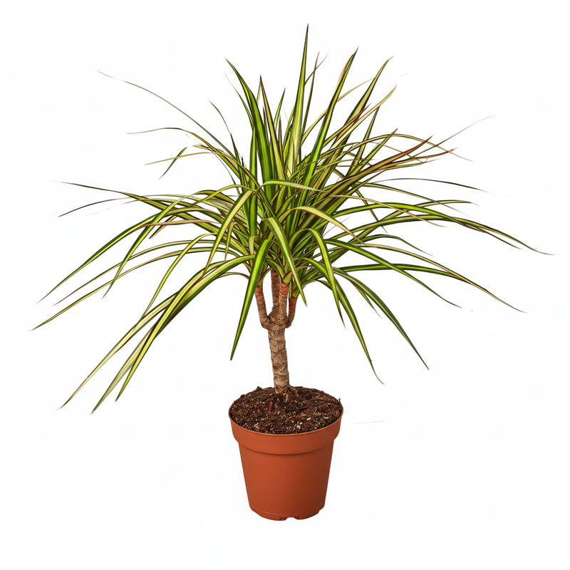 Dracaena Marginata Sunshine Dragon Tree with tricolor spiky leaves in orange nursery pot
