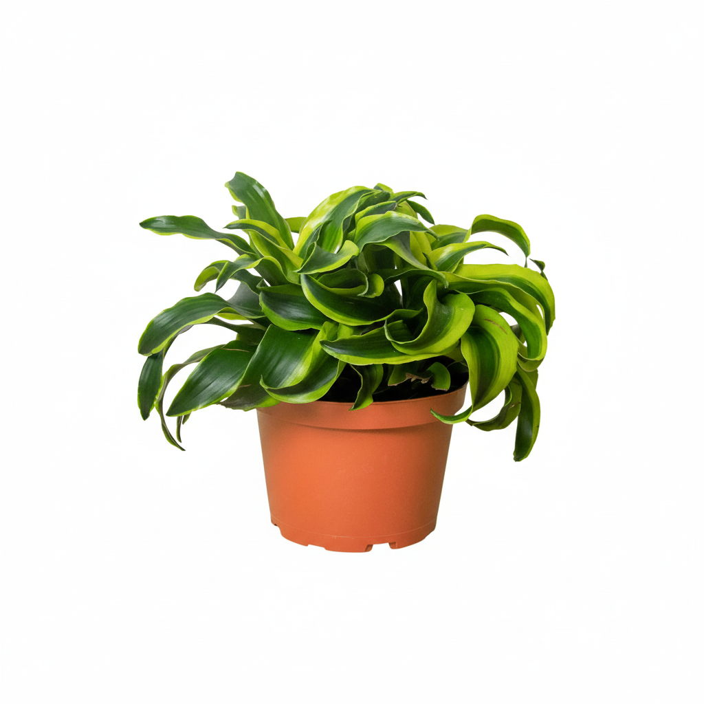 Dracaena Tornado spiral variegated indoor plant with yellow-green striped leaves in orange pot