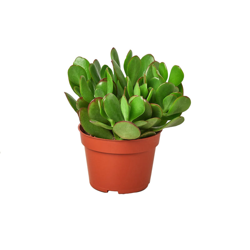 Jade Plant | Crassula Ovata Indoor Plant at All About Planties