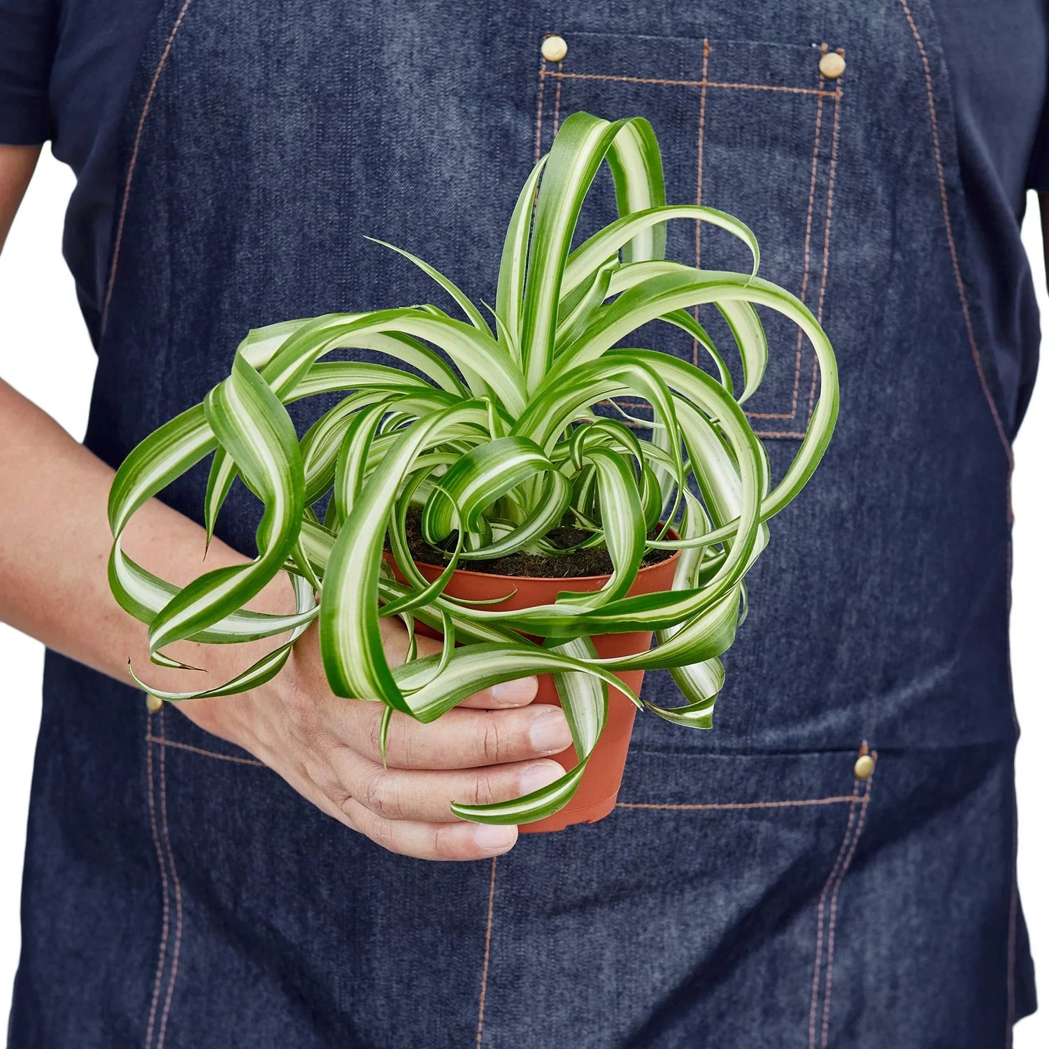 Spider Plant 'Bonnie' Plants at All About Planties