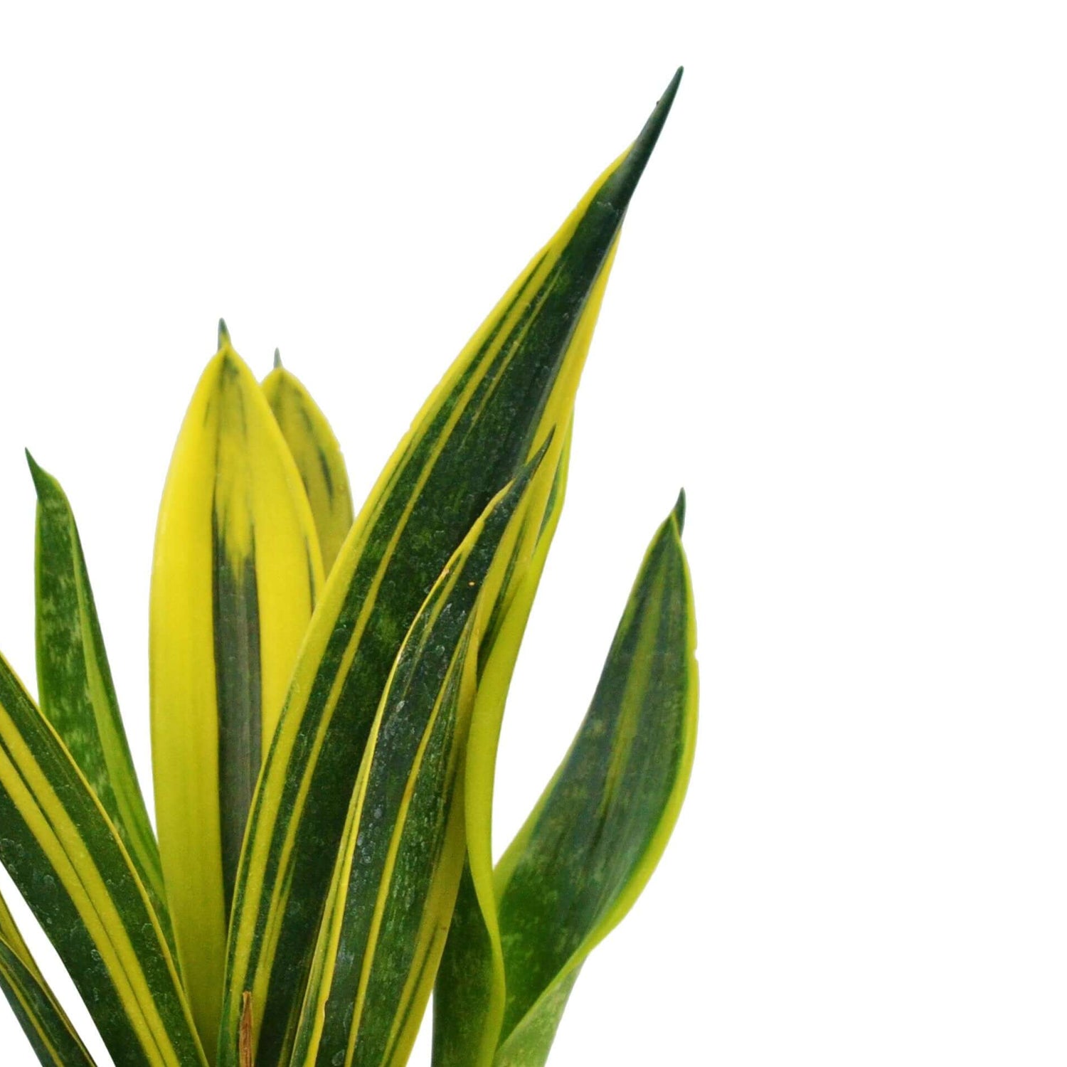 snake plant gold flame Snake Plant Sansevieria Gold Flame 4" Pot / Minimalist Pot by Succulents Box
