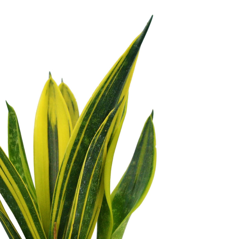 Snake 'Gold Flame' Indoor Plant at All About Planties