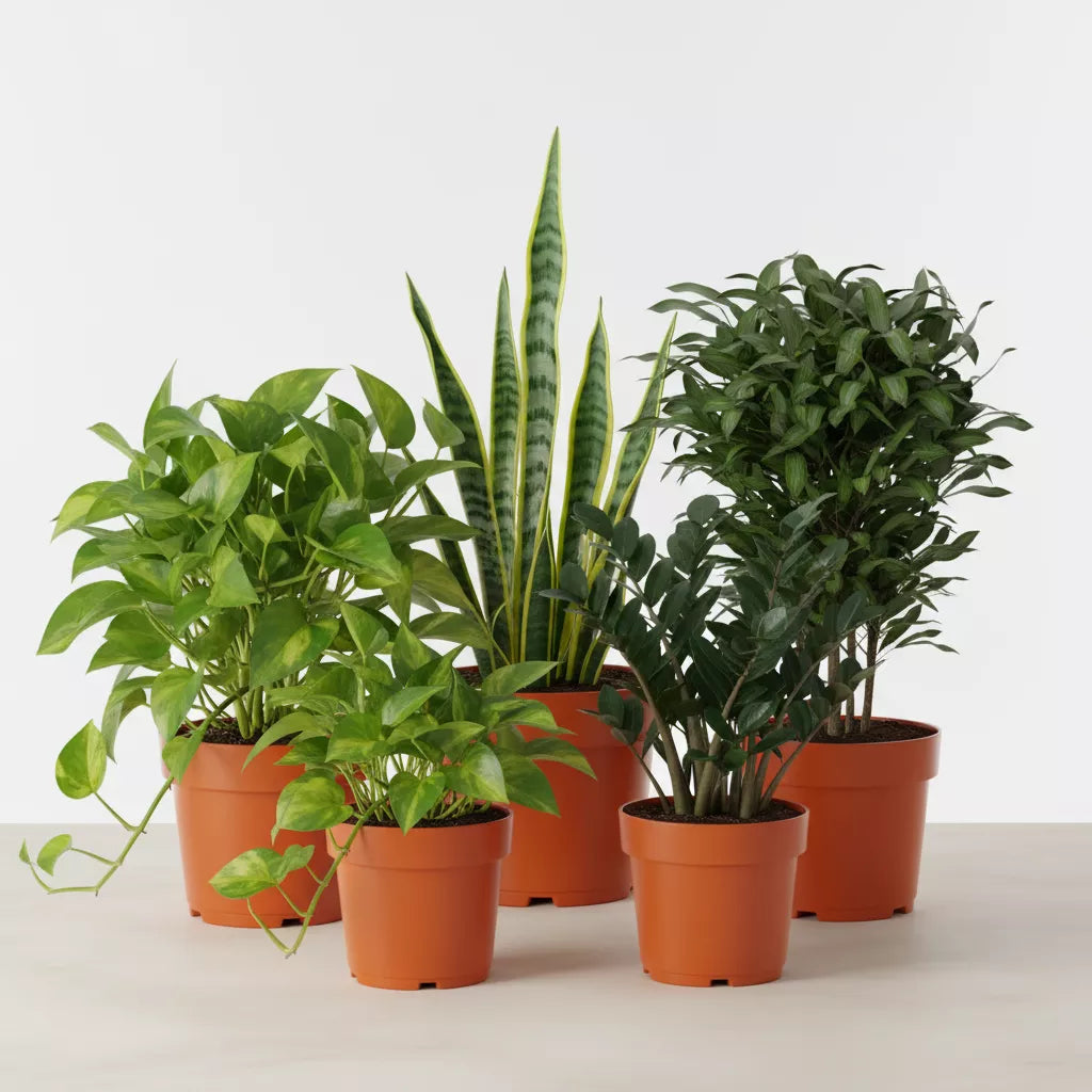 Easy Care Live Plant Bundle 6" pots at All About Planties 