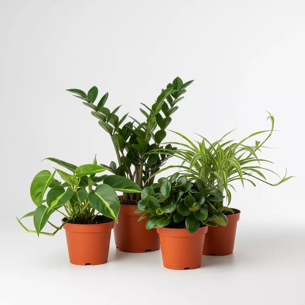 Easy Care Plant Bundle in 4inch pot by All About Planties
