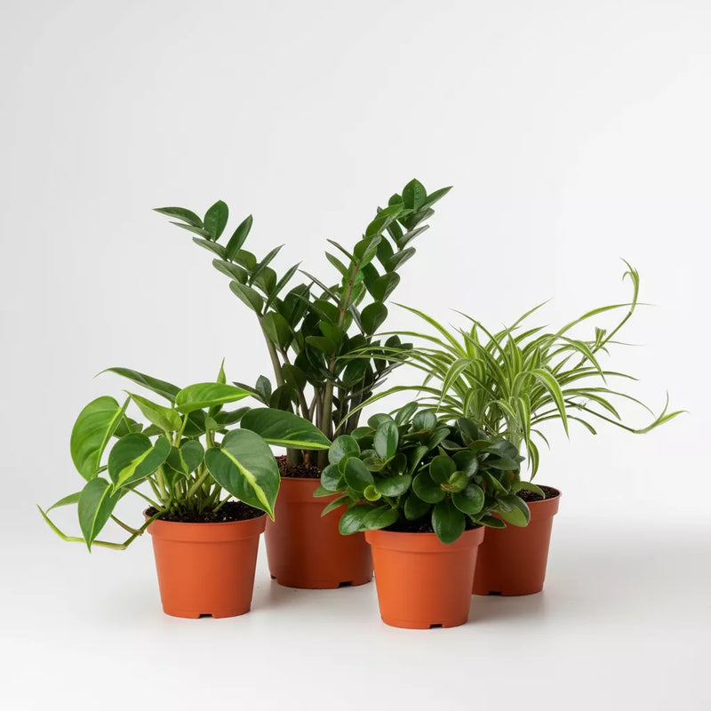 Easy Care Plant Bundle in 4inch pot by All About Planties