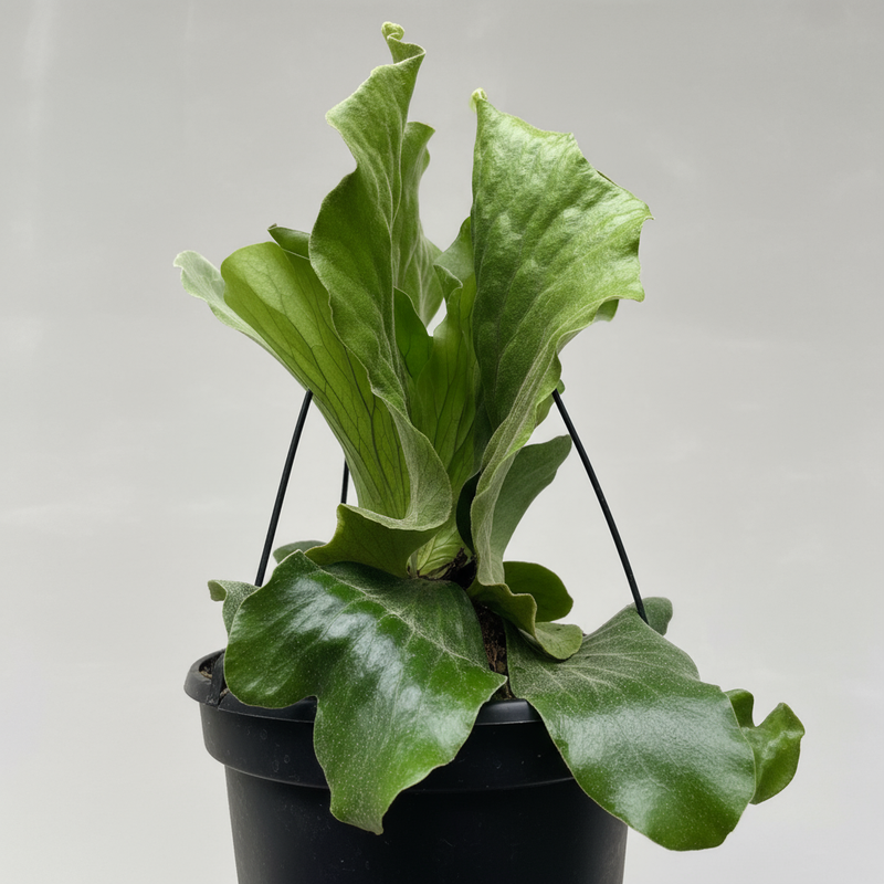 Elgant Elephant Ear Staghorn Fern Close-up | Easy Care Indoor Plant | All About Planties