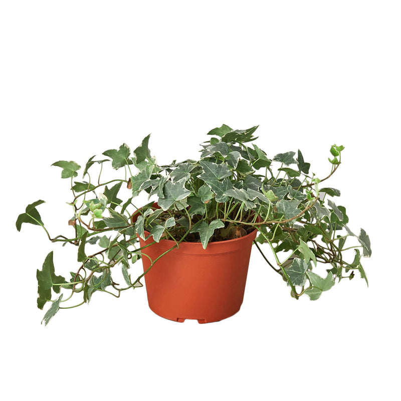 english-ivy-glacier plant in 6 inch pot