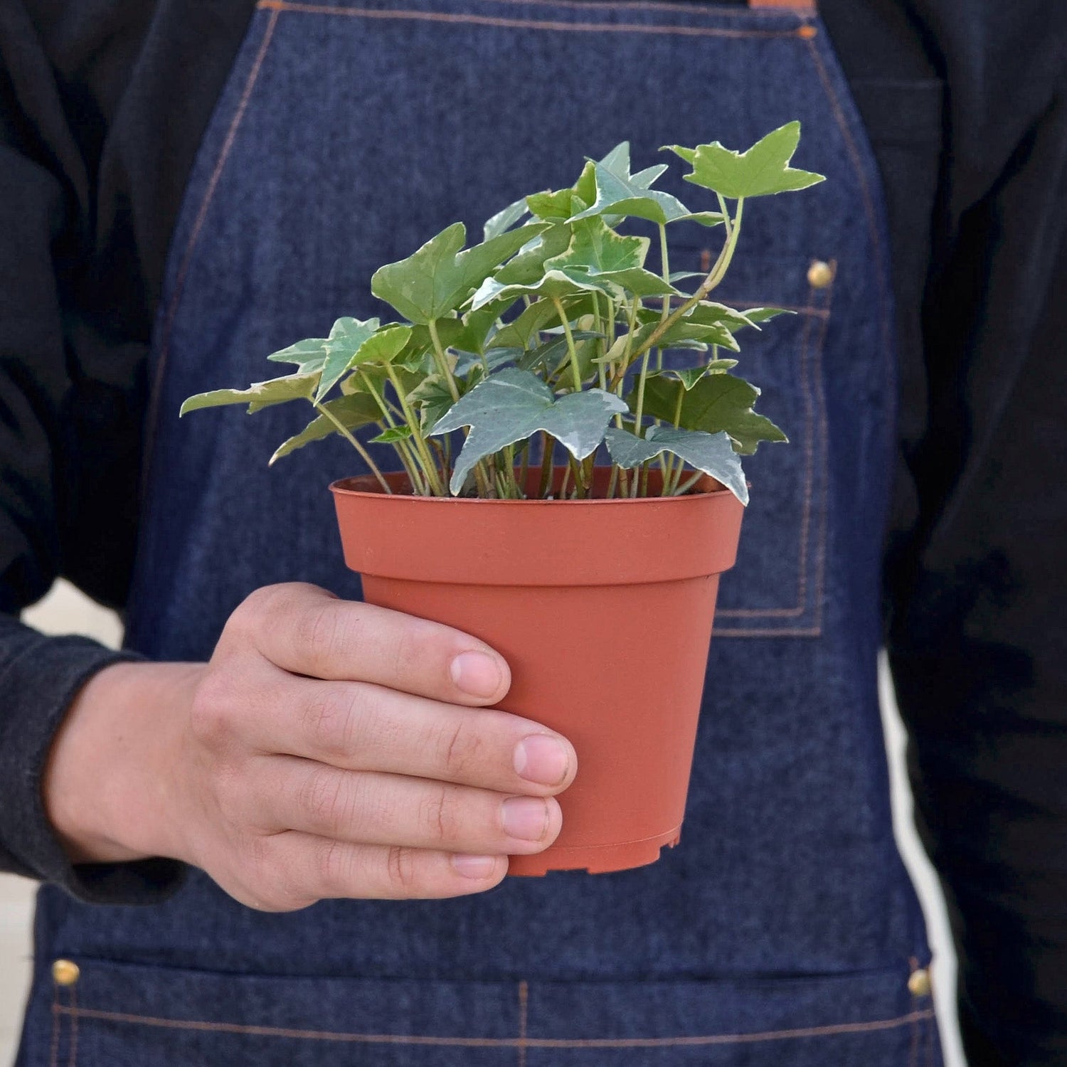 person holding a english-ivy-glacier plant