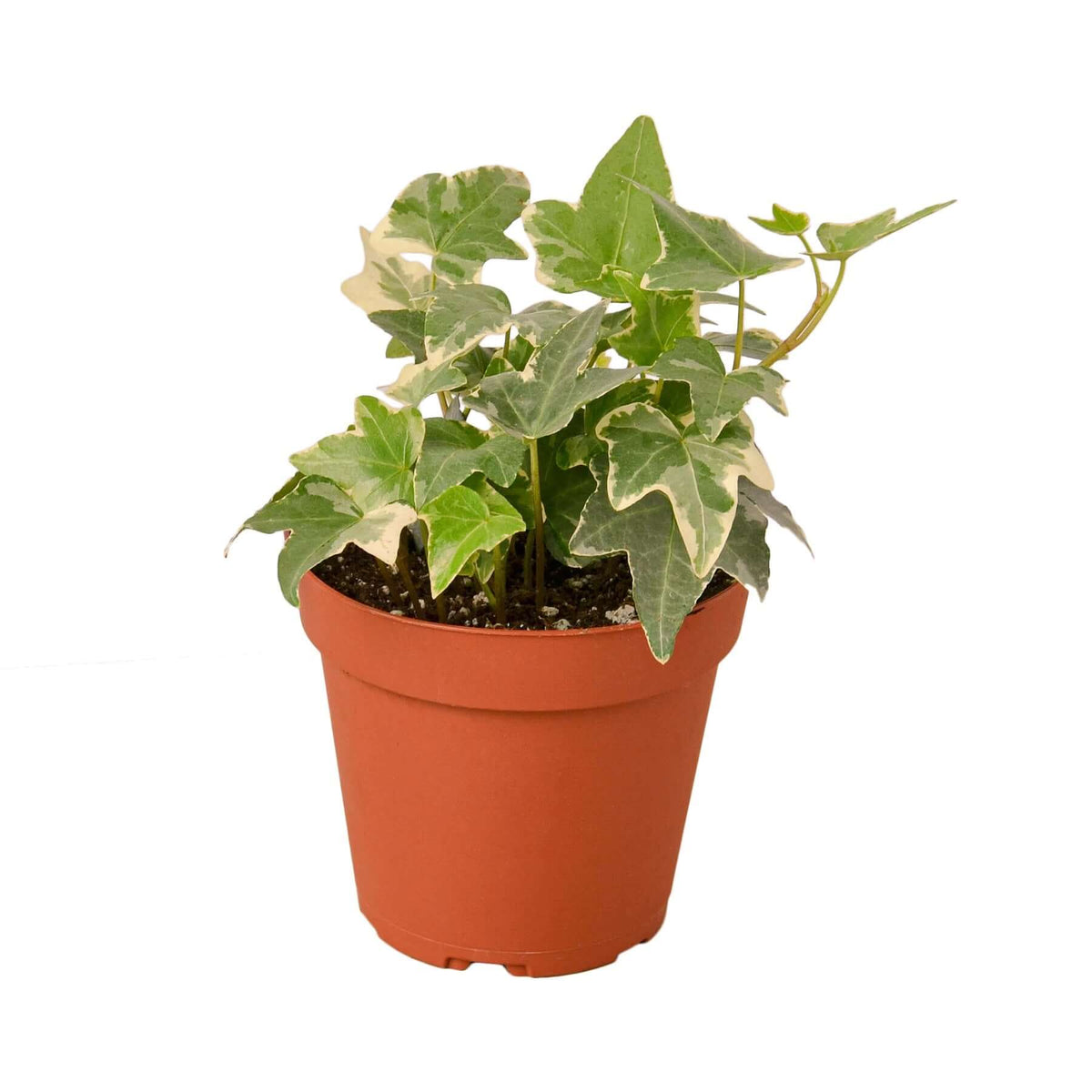 plant ivy in a pot The Snobby Leaf | English Ivy 'Glacier' - 6 inch Pot