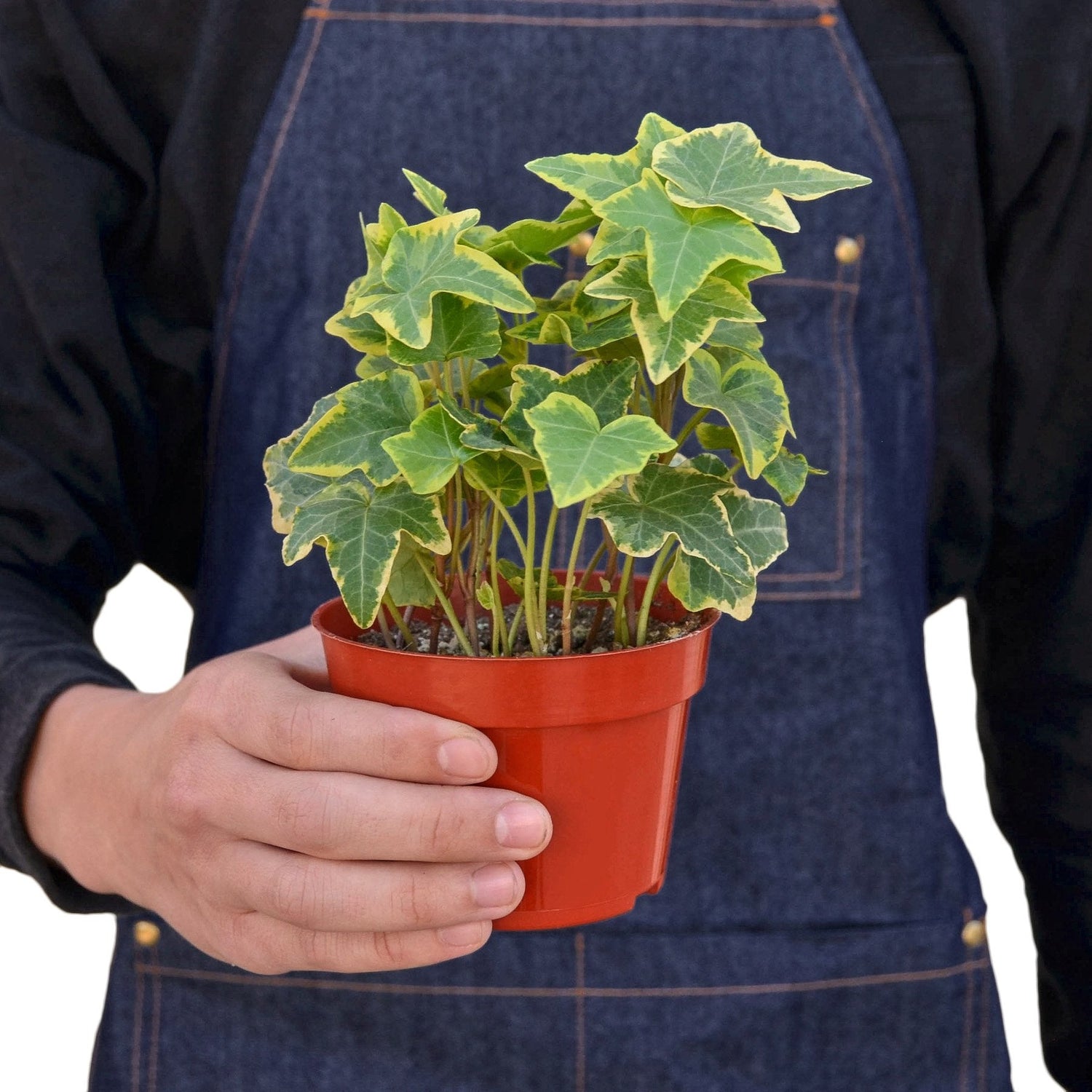 a person holding a english-ivy-gold-child plant