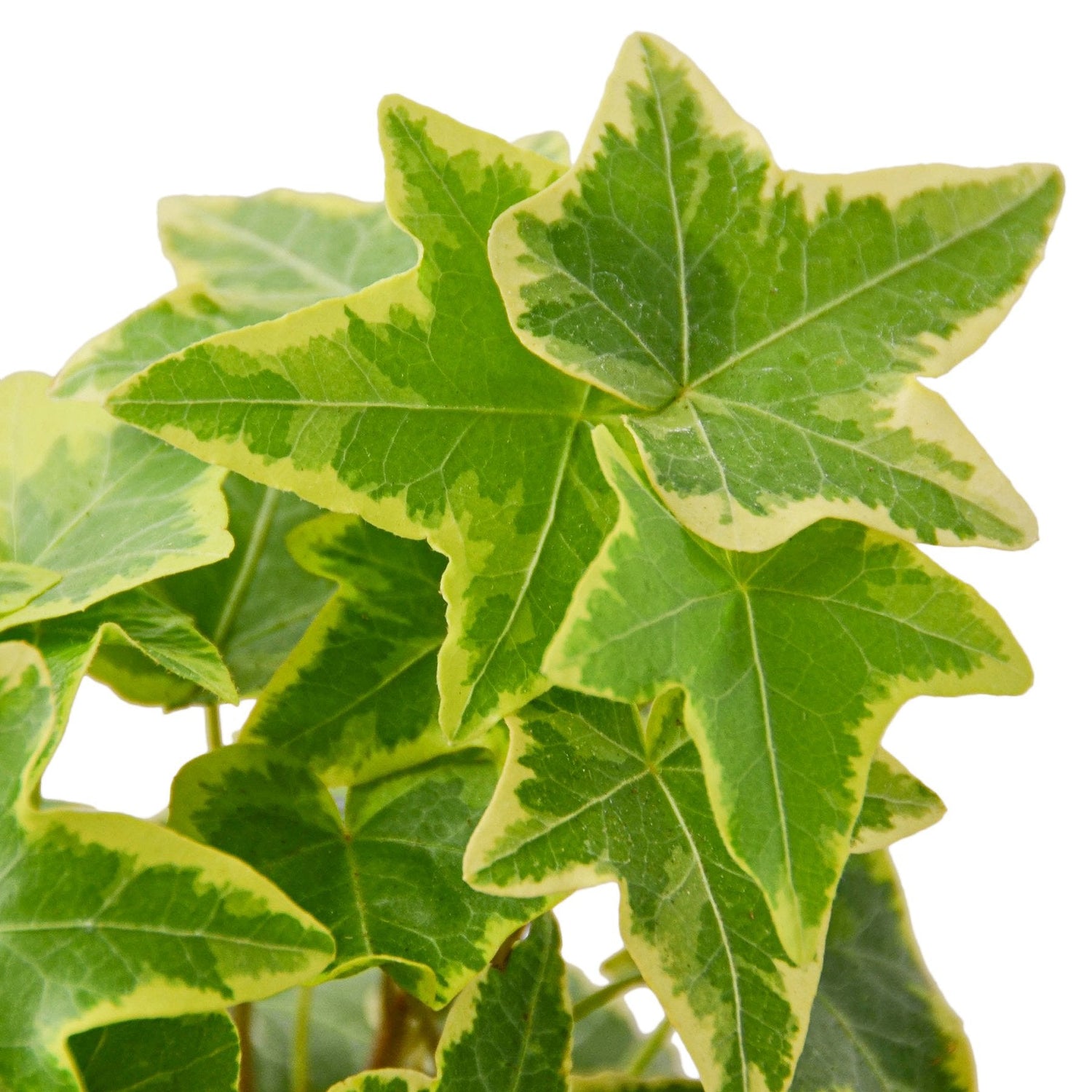 english-ivy-gold-child closeup