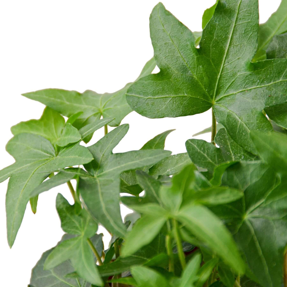Close-up of English Ivy Green California leaves showing detailed green foliage texture and leaf shape