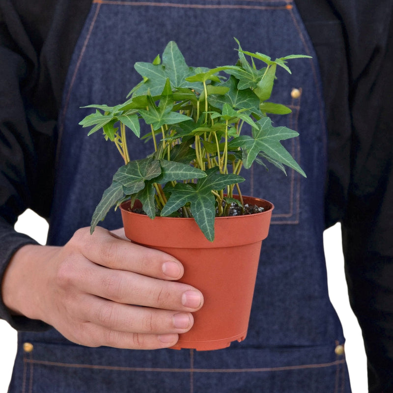 person hold a english-ivy-green-california plant