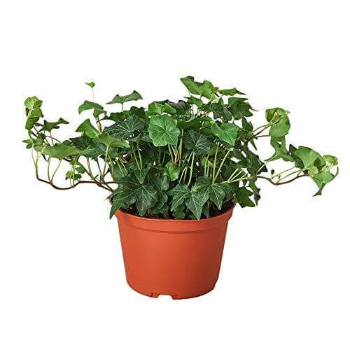 Large English Ivy Green California trailing houseplant with lush green foliage in 6inch orange nursery pot on white background