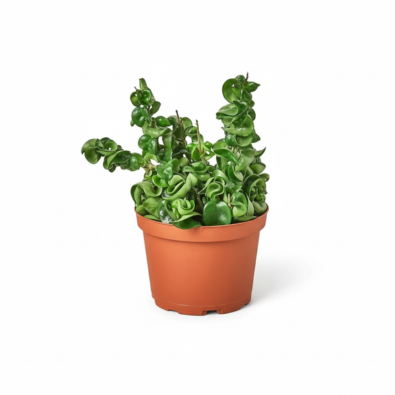 Hoya rope plant in orange nursery pot with curled waxy green leaves on white background by All About Planties
